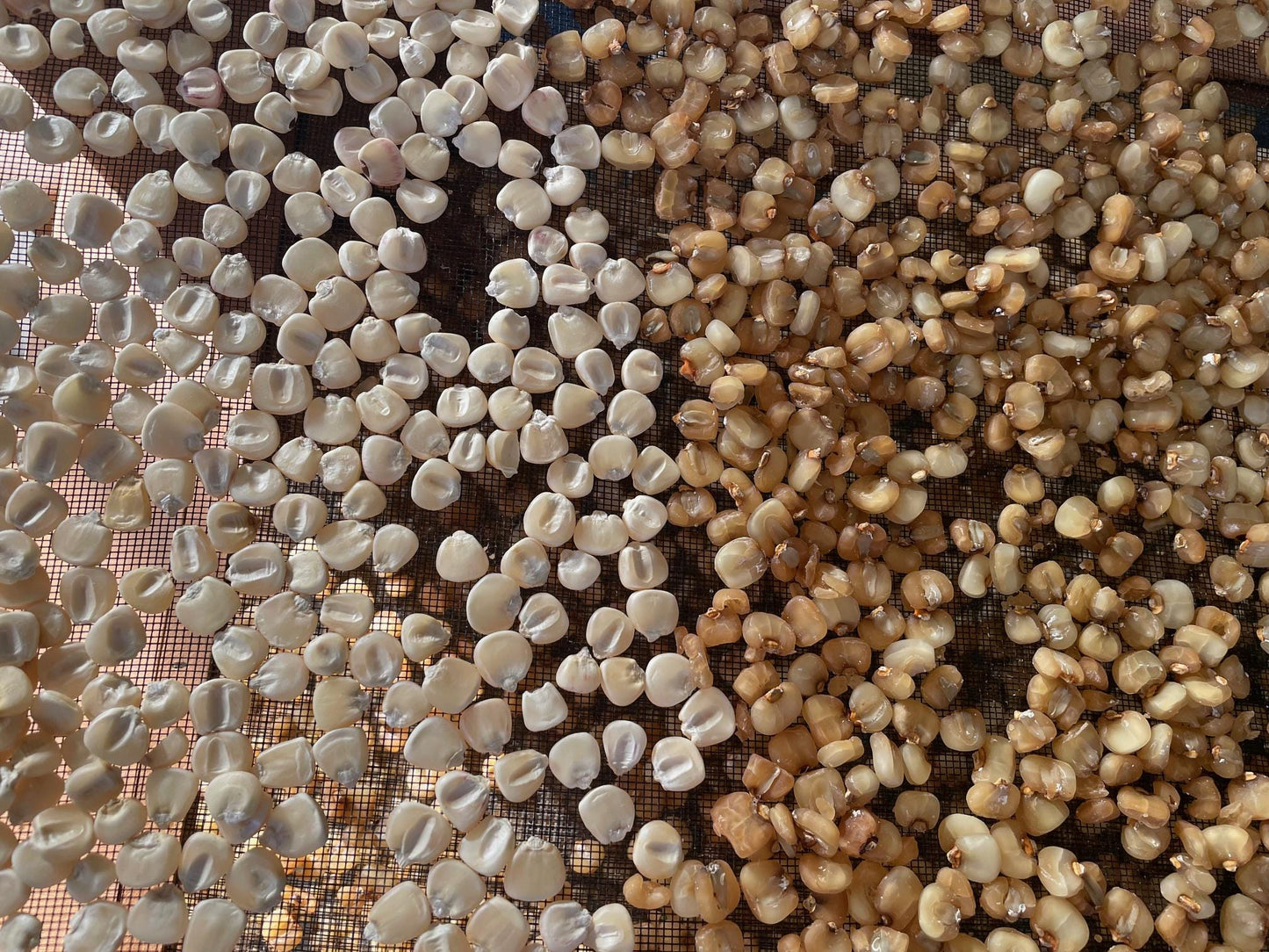 Hickory King Dried Hominy