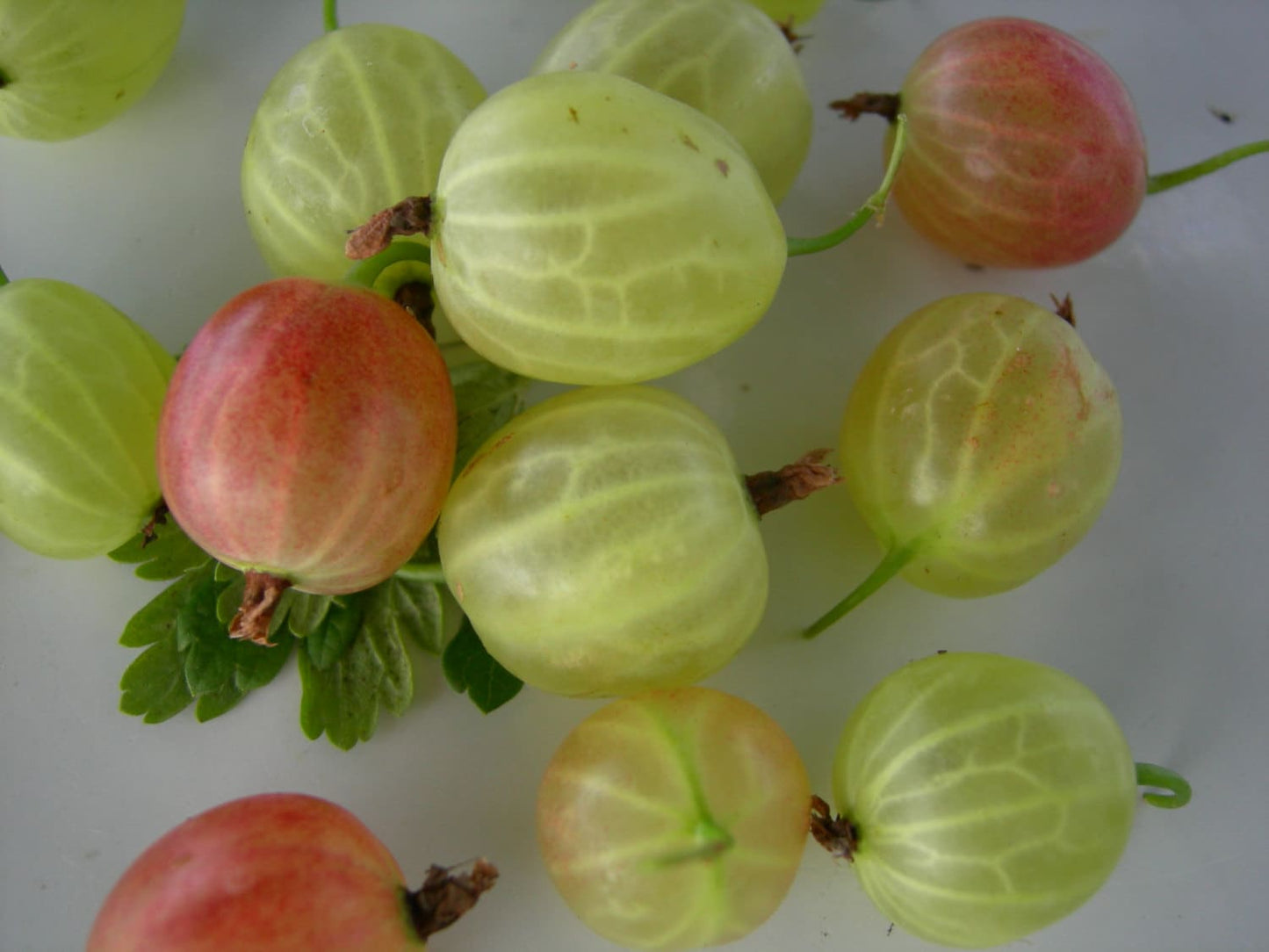 Gooseberry Jam