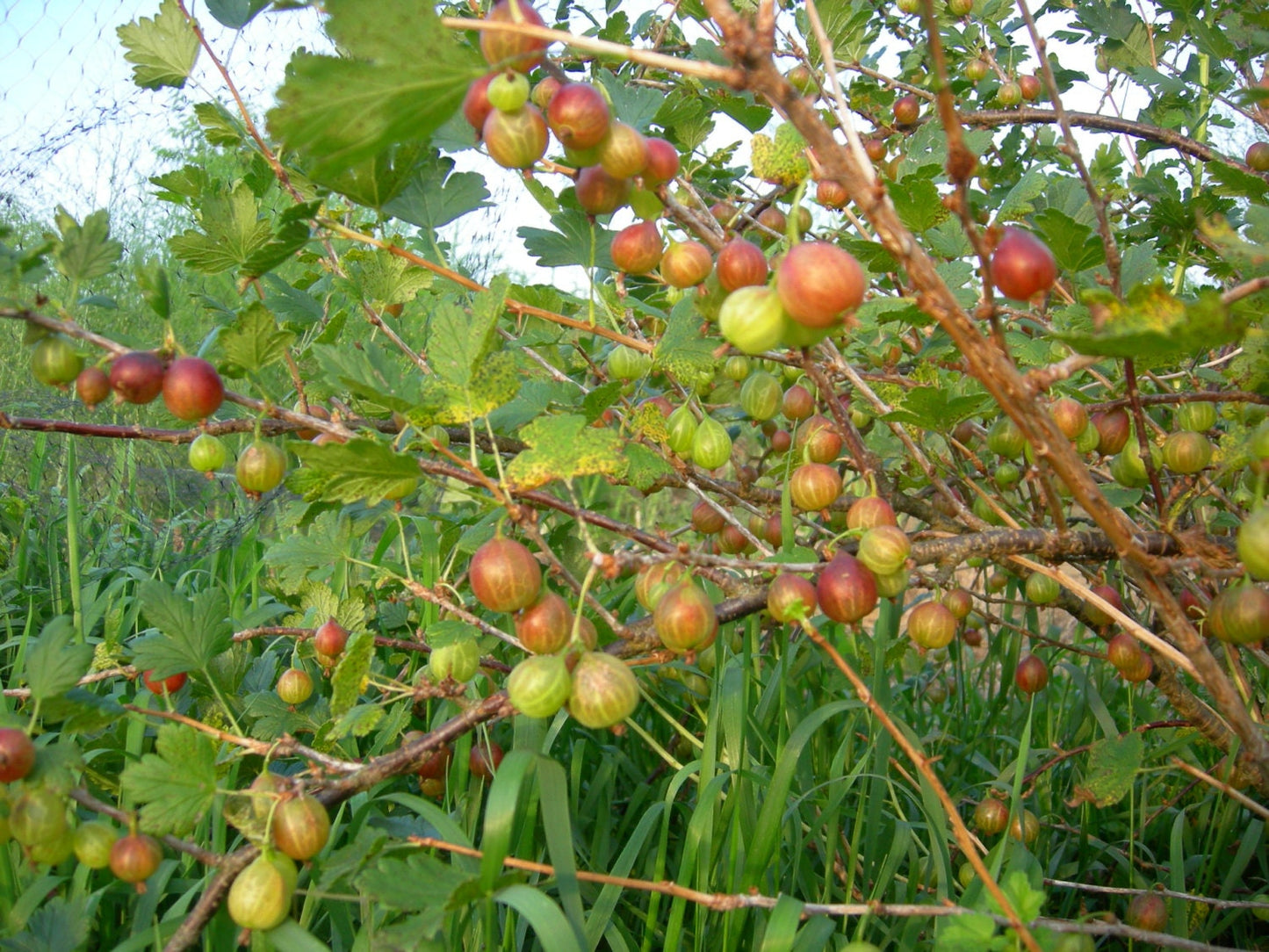 Gooseberry Jam