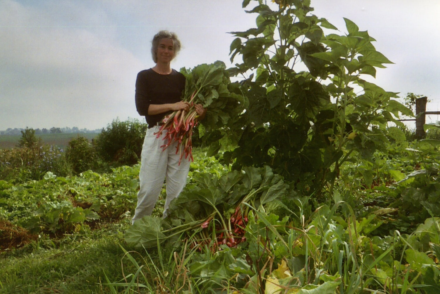 Rhubarb Jam