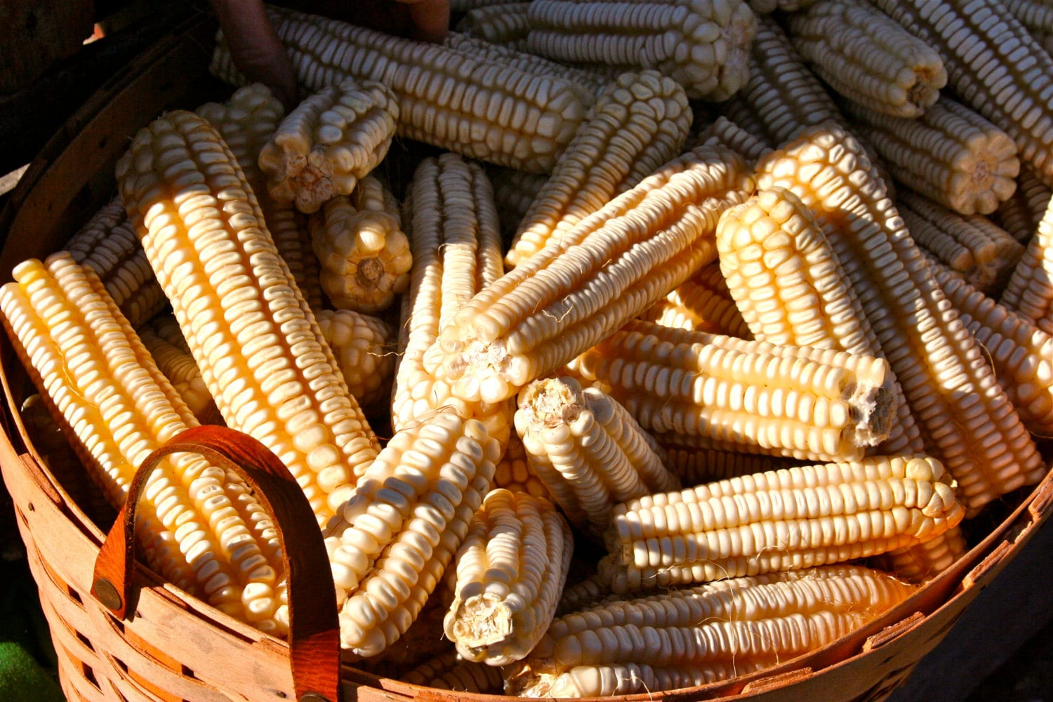 Hickory King Corn