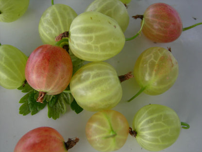 Gooseberry Jam