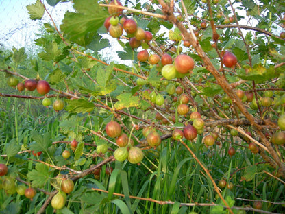 Gooseberry Jam